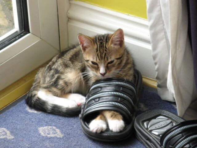 “战术调整逆转局势:教练用脑术让比赛走向新时代”,战术头脑