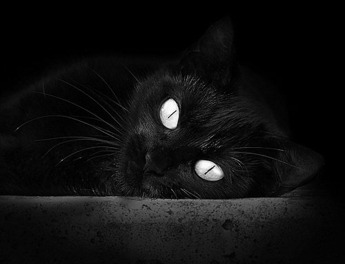 “法甲战局紧张,豪门奋力争夺最高荣誉”,法甲豪门宣布全队停薪