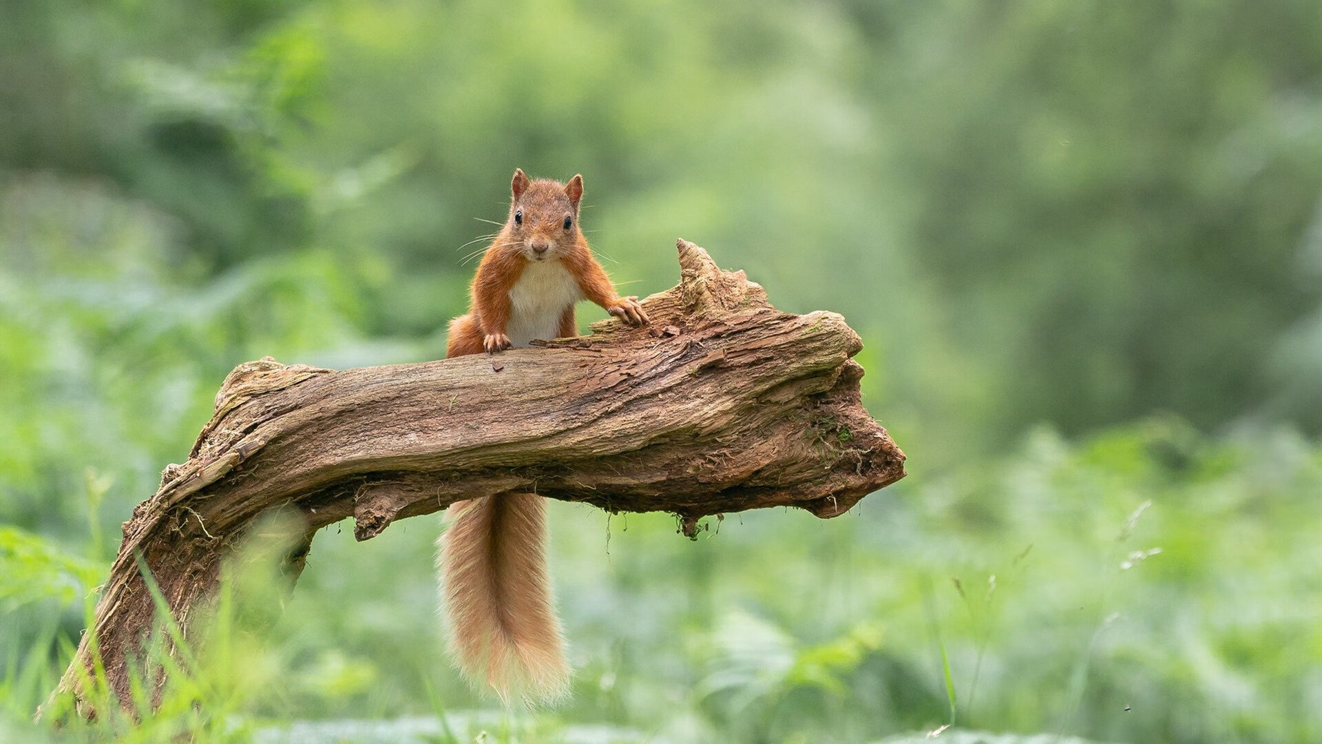 “西甲强队对画:场面火爆吹响战斗号角”,西甲阵容