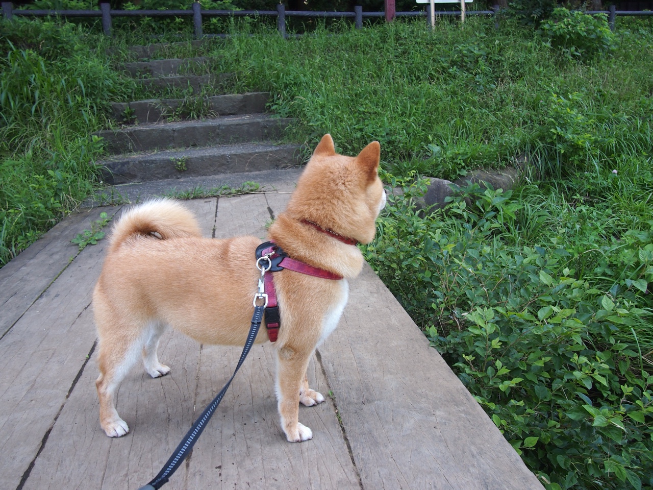 “雪地争锋:北极极寒赛段的速度传奇”,北极雪地飙车电影