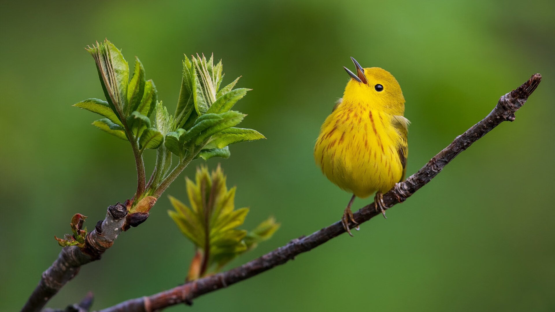 “雪地争锋:北极极寒赛段的速度传奇”,北极雪地飙车电影